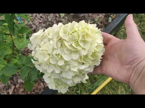 Видео: 30 августа. Уработались