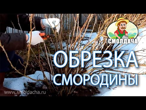 Видео: Обрезка смородины. Как обрезать черную смородину весной