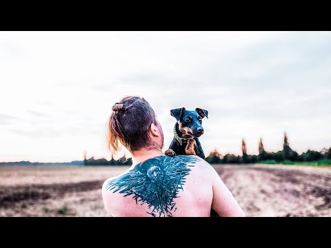 Видео: Как научить ягдтерьера команде "стой"?