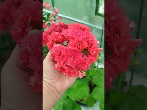 Видео: #18#Обзор теплицы после грозы 10.07.25
