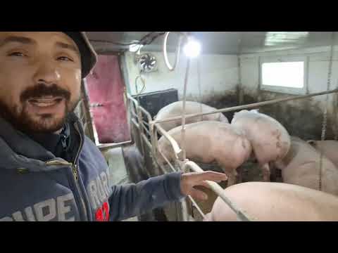 Видео: В село чи з села❓️Заробітки в селі‼️