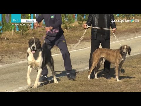 Видео: Тазы асырайтындар неге азайды?