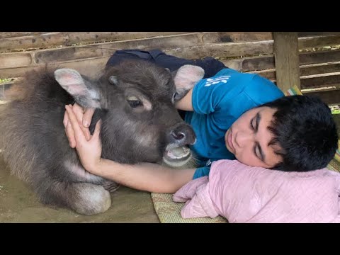 Видео: Помогите и усыновите буйвола, застрявшего посреди ручья