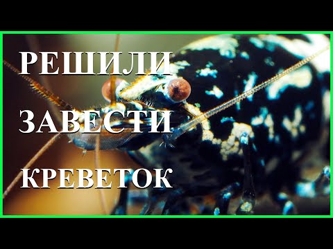 Видео: Руководство для начинающих по содержанию  креветок