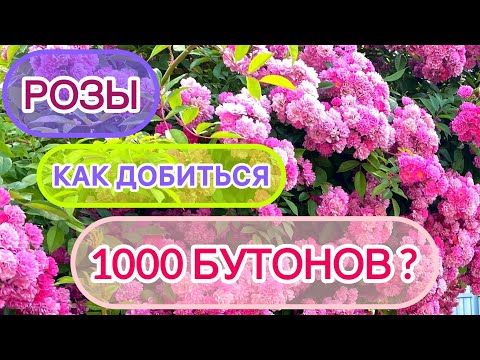 Видео: Розы. Как добиться максимального количества бутонов на розе для шикарного цветения?