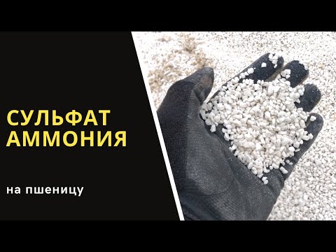 Видео: Сульфат аммония на пшенице. Вторая подкормка