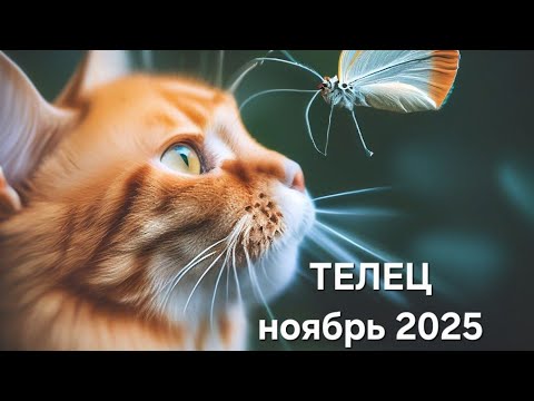 Видео: ТЕЛЕЦ ❤️ ноябрь 2025 ❤️