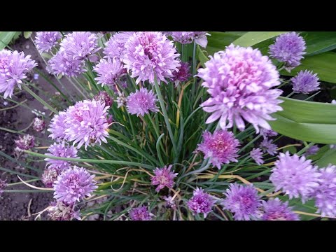 Видео: Купила бур'яни на ОЛХ. 😭Що звітує в жару.🤔