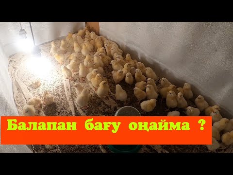 Видео: БАЛАПАН БАҒУ / 3 күндік адлер/ қыста қалай бағамыз?