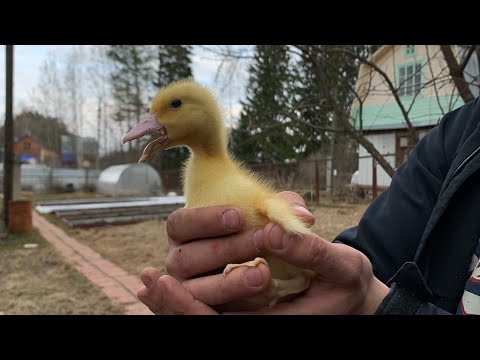 Видео: Муларды. Откорм на свином комбикорме. Супер утки!