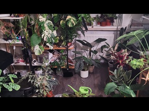 Видео: Джунгли съедены? Обзор комнатных растений, живу с трипсом и клещем, второе помещение для растений
