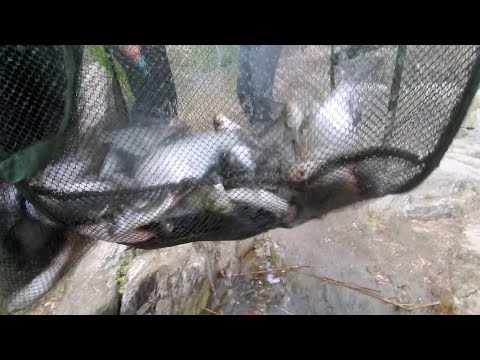 Видео: Фидер Бердянское водохранилище наловил 5 кг подлещика 08 05 2021