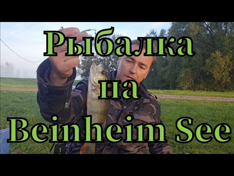 Видео: Активная рыбалка🎣 на заливе реке Рейн клюнул окунь #рыбалка #pêche #angeln #fishing #rhein #окунь