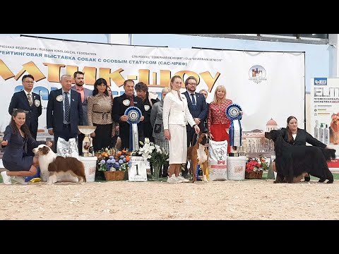 Видео: 26.10.2025, СПб. Клуб "Северная Венеция-2" (РКФ, РФОС"). Рейтинговая выставка "БАЛТИК-ШОУ-2025-2"