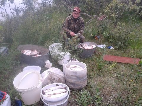 Видео: Рыбалка на белую рыбу. Вылов рыбы сетями. Fishing Nets.