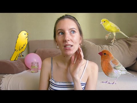 Видео: ДОМАШНИЕ ПТИЦЫ [канарейка] | какую купить, что делать