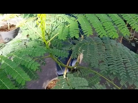 Видео: Делоникс королевский особенности выращивания.