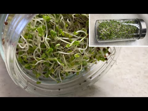 Видео: 🌱 Як Виростити Мікрозелень в Банці від iHerb. ВИРОЩУВАННЯ МІКРОЗЕЛЕНІ В ДОМАШНІХ УМОВАХ! #seeds