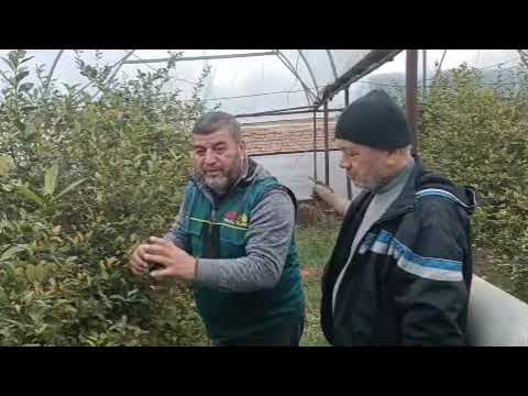 Видео: 8 ноября 2024 гlimon parvarishi haqida malumot