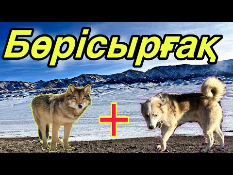 Видео: Бөрісырғақ! Біздің иттің көңілдесін таптық….