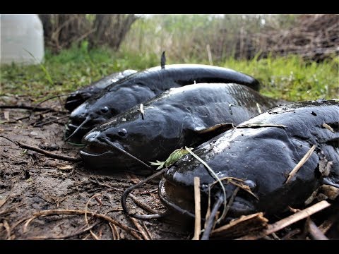 Видео: Рыбалка на перемет. Самая уловистая снасть на СОМА.Сом на живца. Рыбалка с ночевкой.