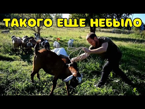 Видео: КУПИЛИ ДОМ В ДЕРЕВНЕ. ТАКОГО ВЕСЕЛОГО ДНЯ У НАС ЕЩЕ НЕ БЫЛО