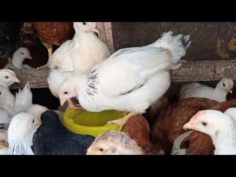 Видео: Уй Шароитида Бир Ойлик Жужа Бокиш Сирлари Адле Тоджон Хашаки Жужалар Сотилади