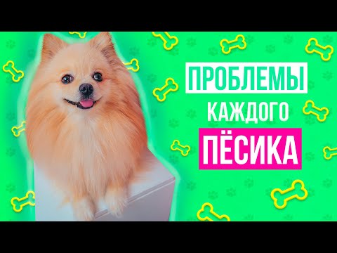 Видео: ПРОБЛЕМЫ КАЖДОГО ПЕСИКА