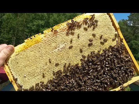 Видео: Отчет о пчелопакетах носят ли пчелопакеты майский мед.