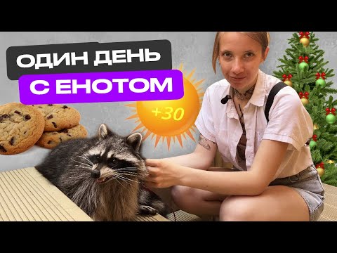 Видео: ОДИН ДЕНЬ С ЕНОТОМ | ВЛОГ | НОВЫЙ ГОД ЛЕТОМ +30