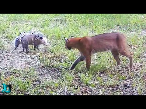 Видео: Животные Шокируют! Случаи 1 на Миллион, в Которые Трудно Поверить