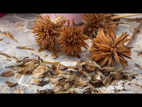 Видео: СЕМЕНА ГЕОРГИН . Как Собирать СЕМЕНА ГЕОРГИН How to Collect Dahlia Seeds