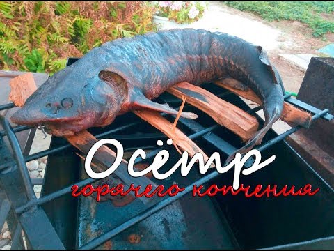 Видео: Осётр горячего копчения. Древнейший рецепт осетрины. Самая вкусная рыба горячего копчения!
