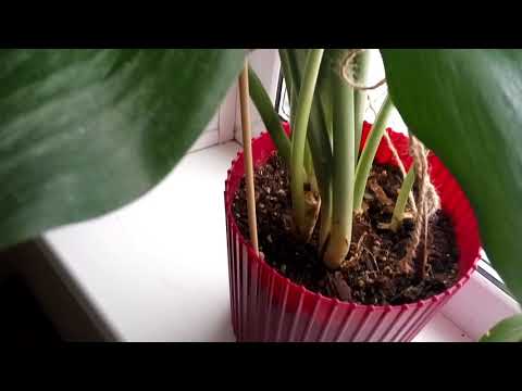 Видео: Как цветет Эухарис. Забытое растение дома.