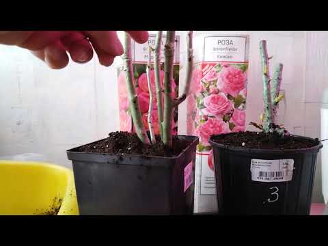 Видео: ПЕРЕСАДКА РОЗ В ГОРШКИ НА ПЕРЕДЕРЖКУ