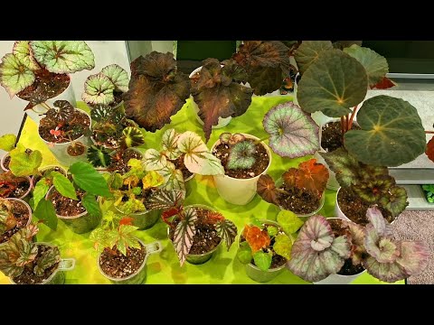 Видео: КОМНАТНЫЕ РАСТЕНИЯ(ЦВЕТЫ).БЕГОНИИ И РАБОТА С НИМИ.