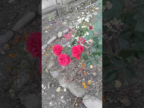 Видео: 4 ноября 2025 г.