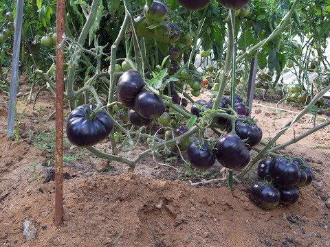 Видео: 300 сортов томатов сразу на одном участке!