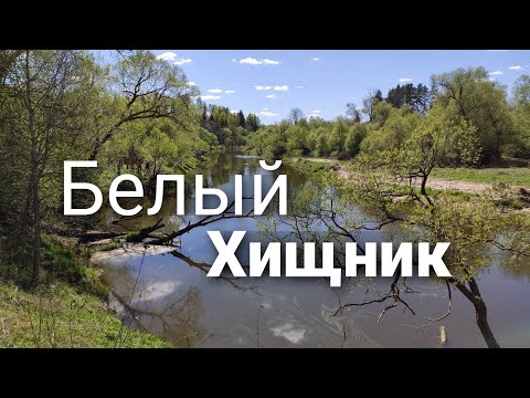 Видео: Охота за белым хищником весной / малая река / перекаты