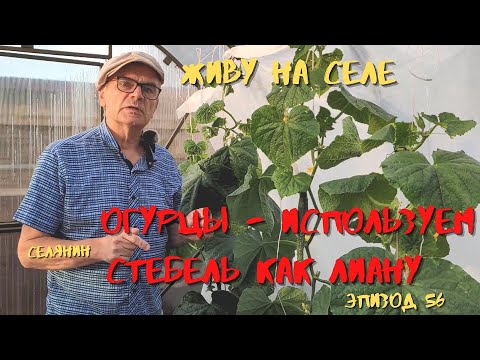 Видео: ОГУРЦЫ, используем СТЕБЕЛЬ как ЛИАНУ, ФОРМИРУЕМ СТЕБЕЛЬ ОГУРЦА/ЖИВУ на СЕЛЕ*СЕЛЯНИН