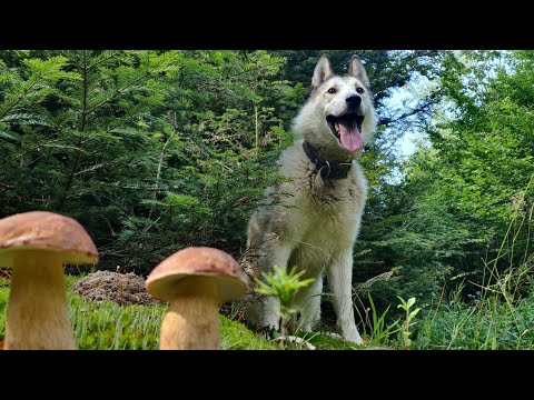 Видео: 5 серпня ГРИБИ ростуть як на ГРЯДКАХ, хоч бери тачку