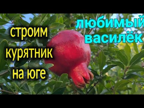Видео: ЕЙСК🌹Продолжаем строить курятник. Любимый Василёк, новинки🙂👍