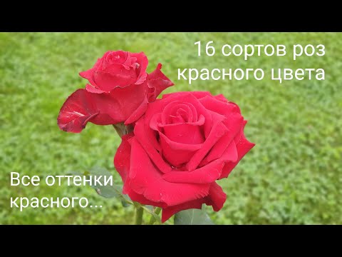 Видео: Красные розы розы в саду: 16 сортов роз красного цвета, сезон 2021