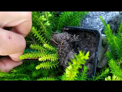 Видео: Лучший способ укоренения эрики