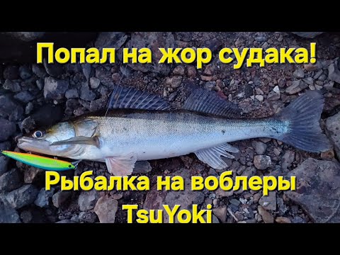 Видео: Попал на жор судака! Рыбалка на воблеры TsuYoki