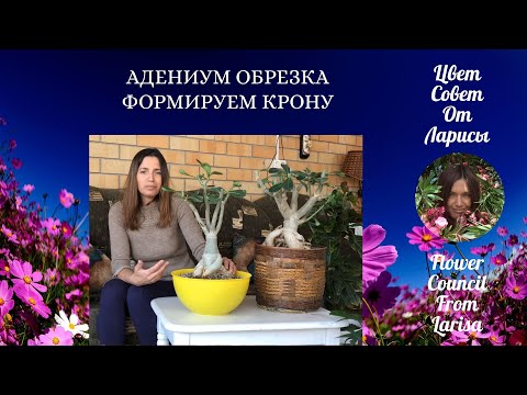 Видео: АДЕНИУМ ОБРЕЗКА ФОРМИРУЕМ КРОНУ 4К