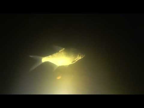 Видео: Открытие сезона 2023. Подводная охота на Десногорском водохранилище. Атомная нырялка 1 января.