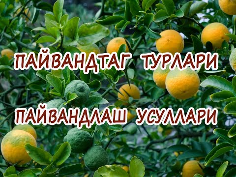 Видео: Пайвандтаг турлари ва пайвандлаш усуллари. Виды подвоя и способы прививок