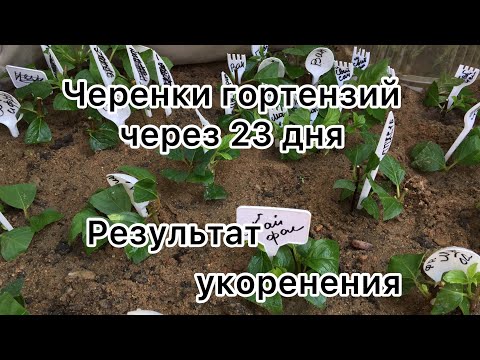 Видео: РЕЗУЛЬТАТ УКОРЕНЕНИЯ ЧЕРЕНКОВ МЕТЕЛЬЧАТЫХ ГОРТЕНЗИЙ. Черенки на 23 день после посадки