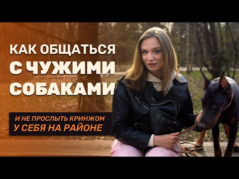 Видео: Как вести себя с чужими собаками | 7 правил хорошего тона